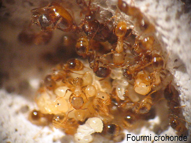 Tetramorium semilaeve